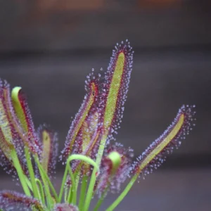 Drosera capensis 'Large form'