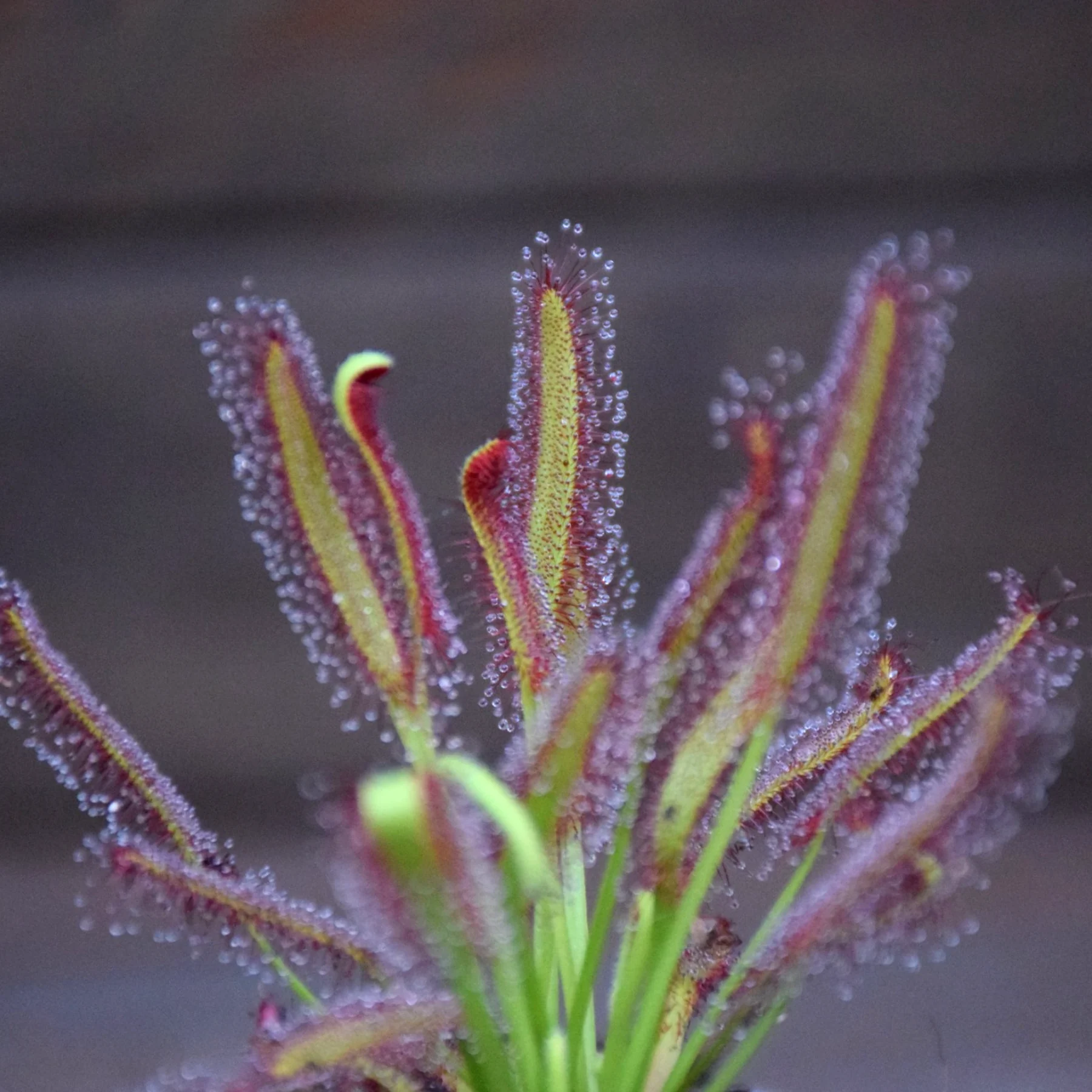 Drosera capensis 'Large form'