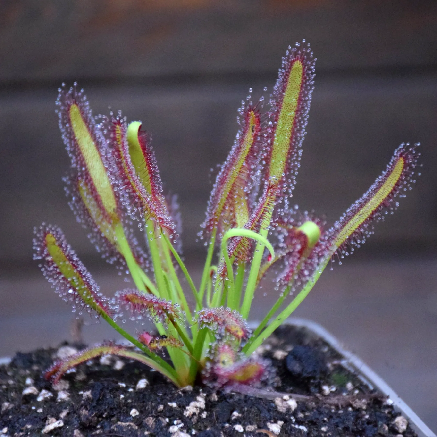 Drosera capensis 'Large form'