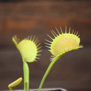 Dionaea muscipula "Filiformis verte"