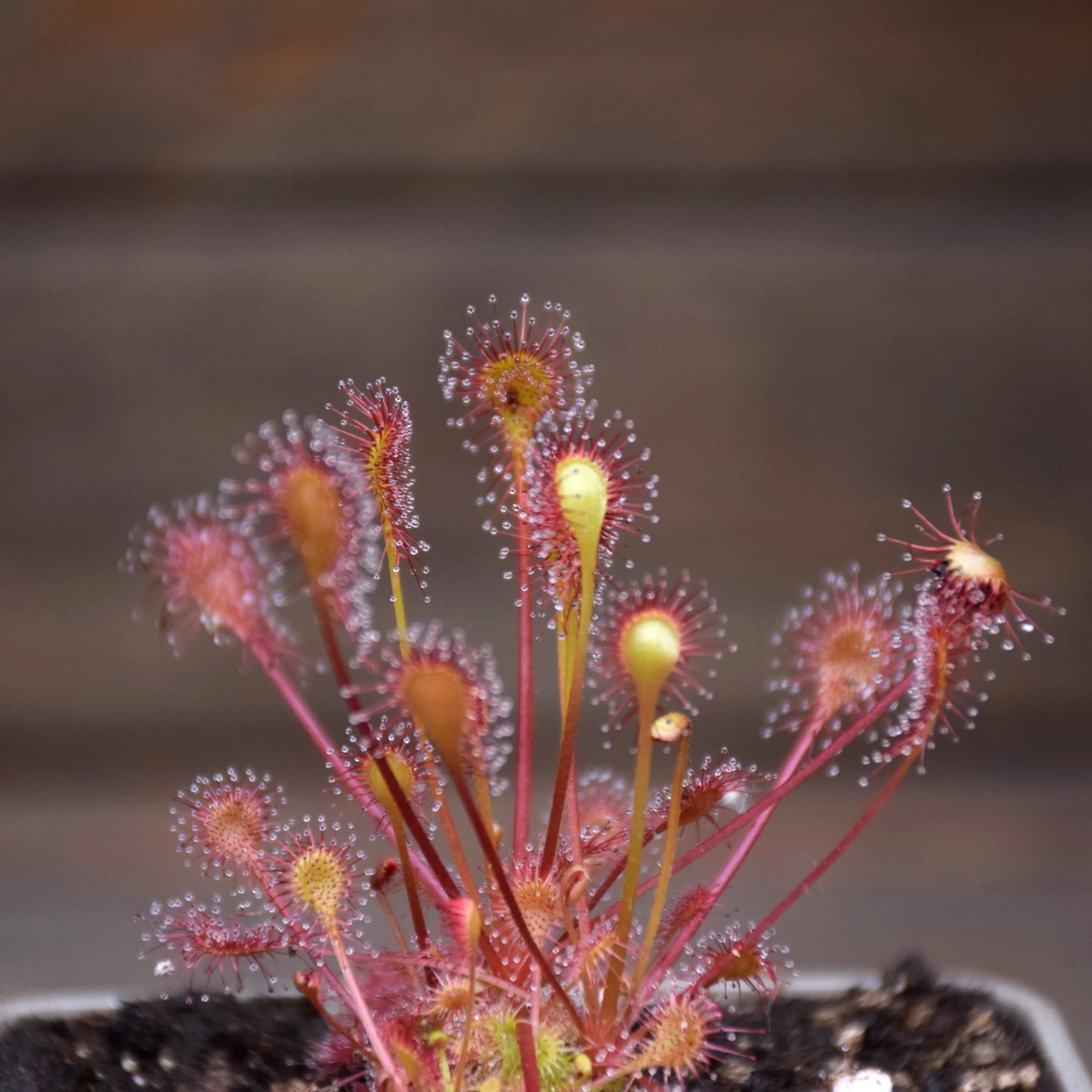 Drosera x beleziana