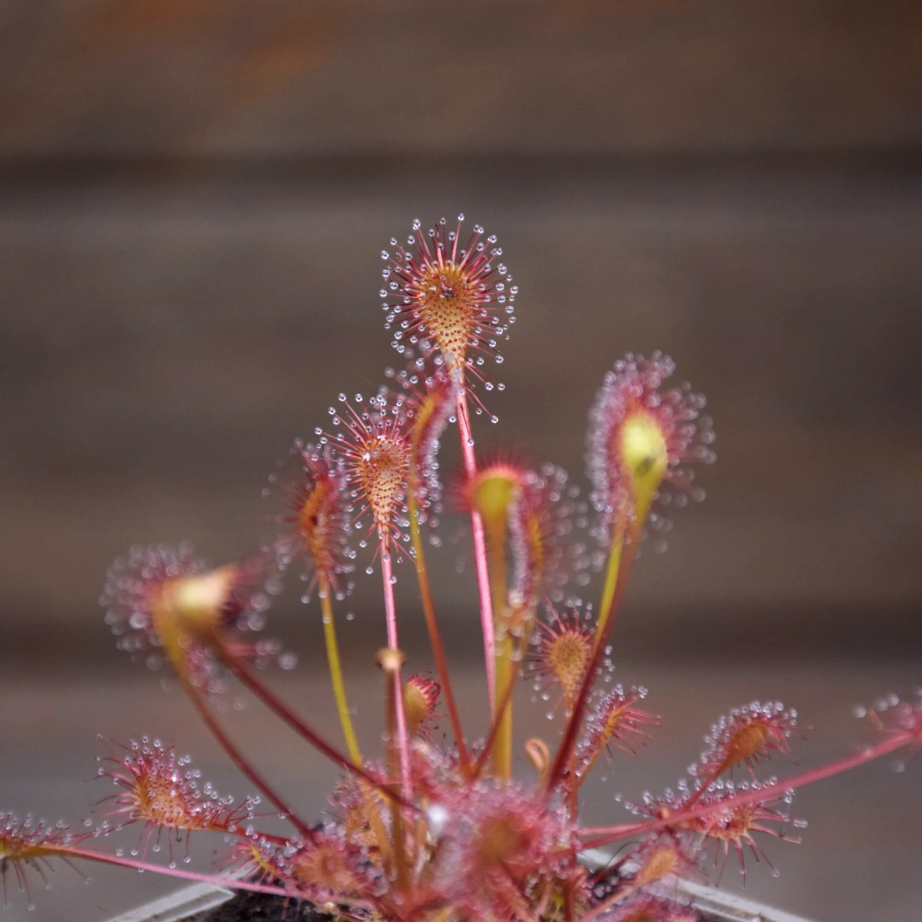 Drosera x beleziana