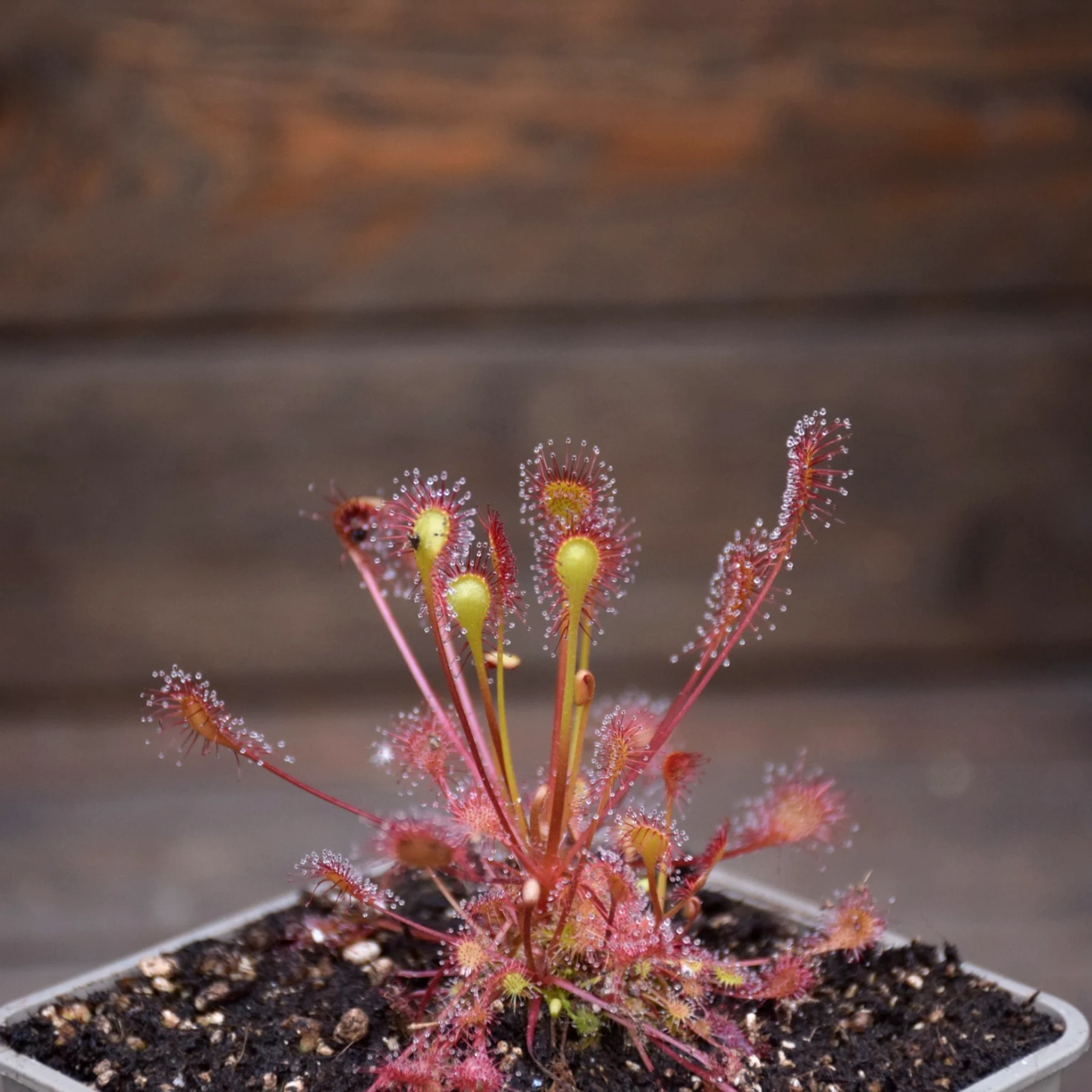 Drosera x beleziana
