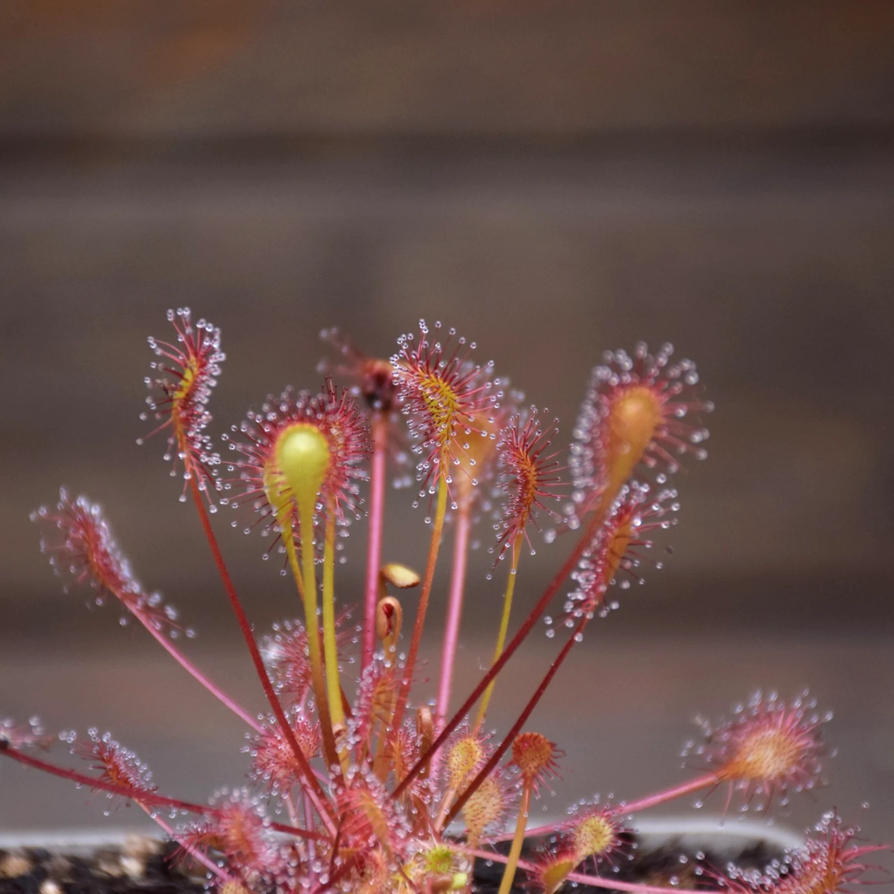 Drosera x beleziana