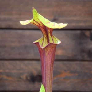 Sarracenia flava var. rubricorpora Liberty Co, FL. (Very Dark) - F30 MK