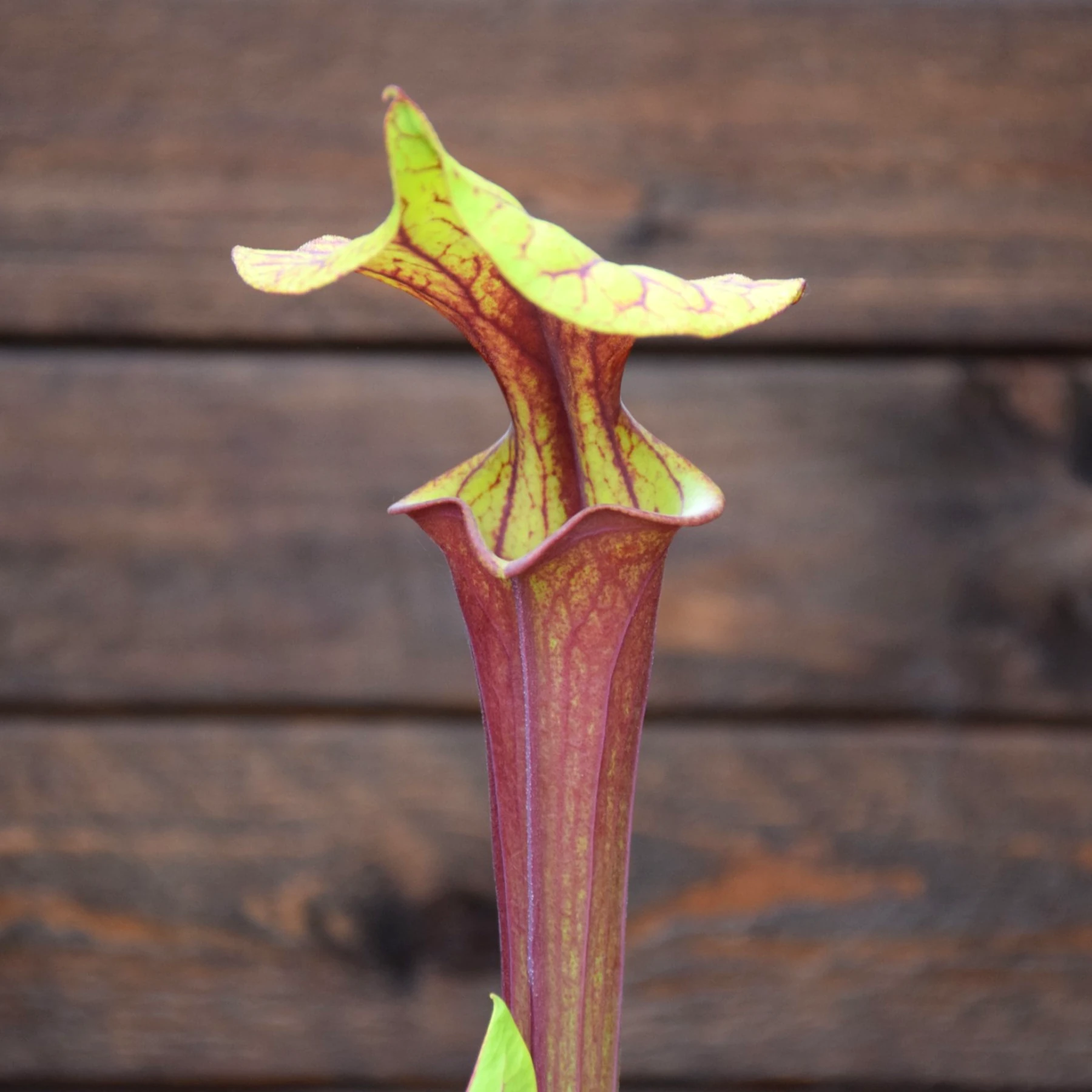 Sarracenia flava var. rubricorpora Liberty Co, FL. (Very Dark) - F30 MK