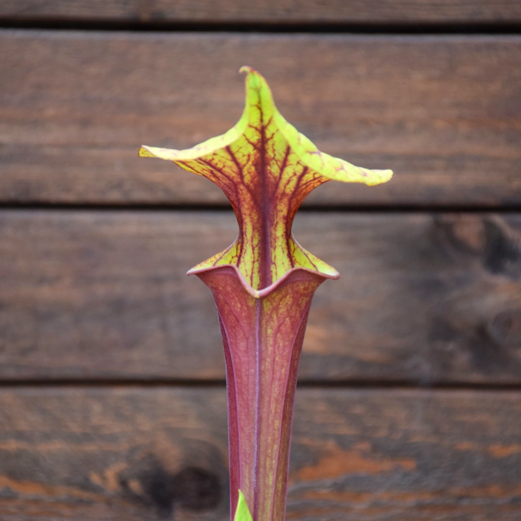 Sarracenia flava var. rubricorpora Liberty Co, FL. (Very Dark) - F30 MK