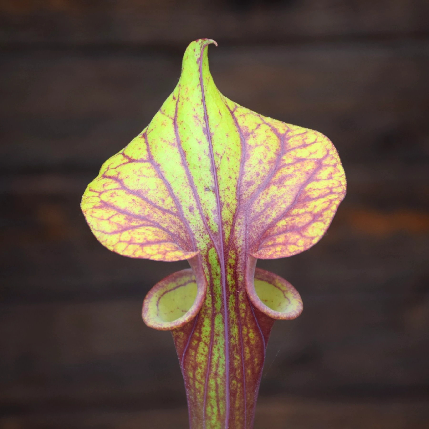 Sarracenia flava var. rubricorpora Liberty Co, FL. (Very Dark) - F30 MK – Image 3