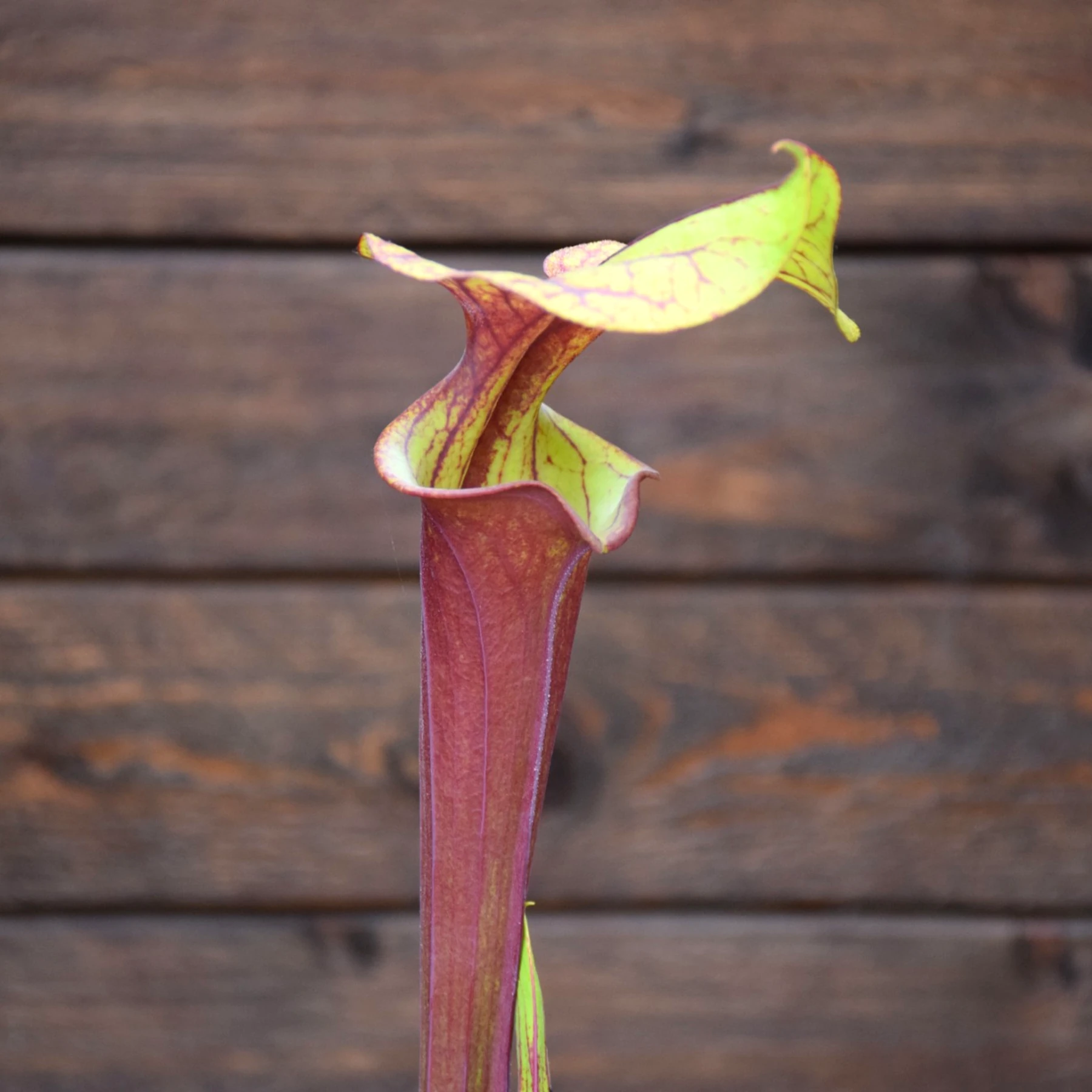 Sarracenia flava var. rubricorpora Liberty Co, FL. (Very Dark) - F30 MK