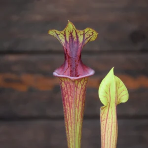 Sarracenia flava var. ornata F88 MK x flava var. ornata