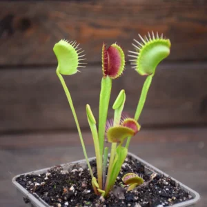 Dionaea muscipula "G14 X G19"