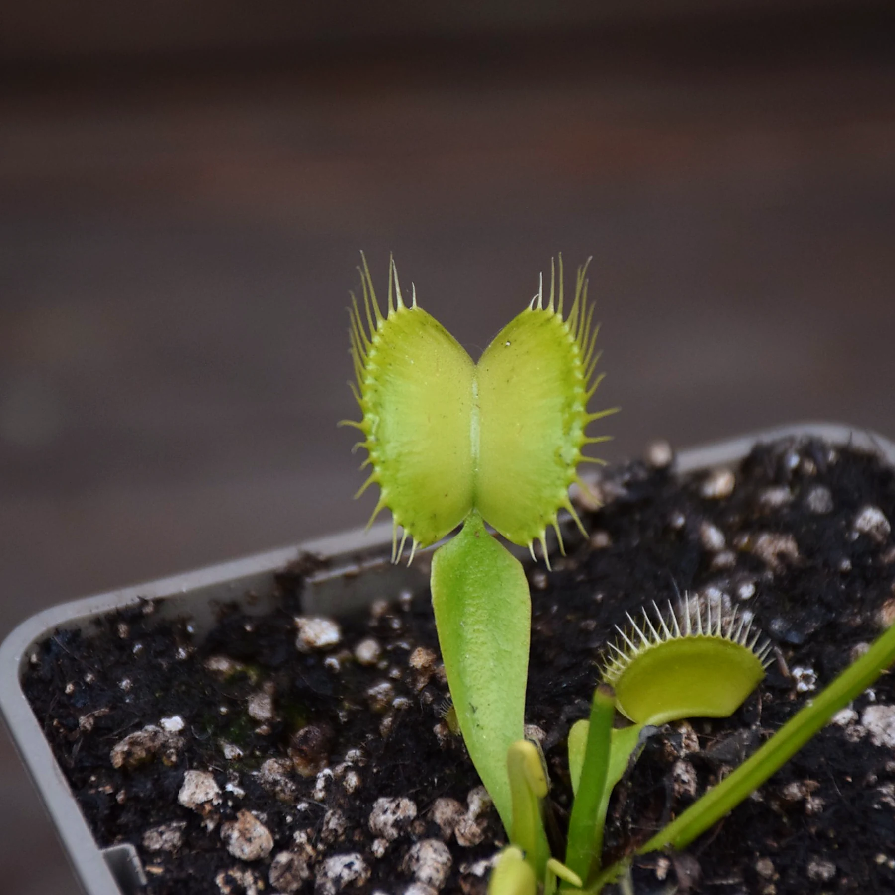 Dionaea muscipula "Heterodoxa"