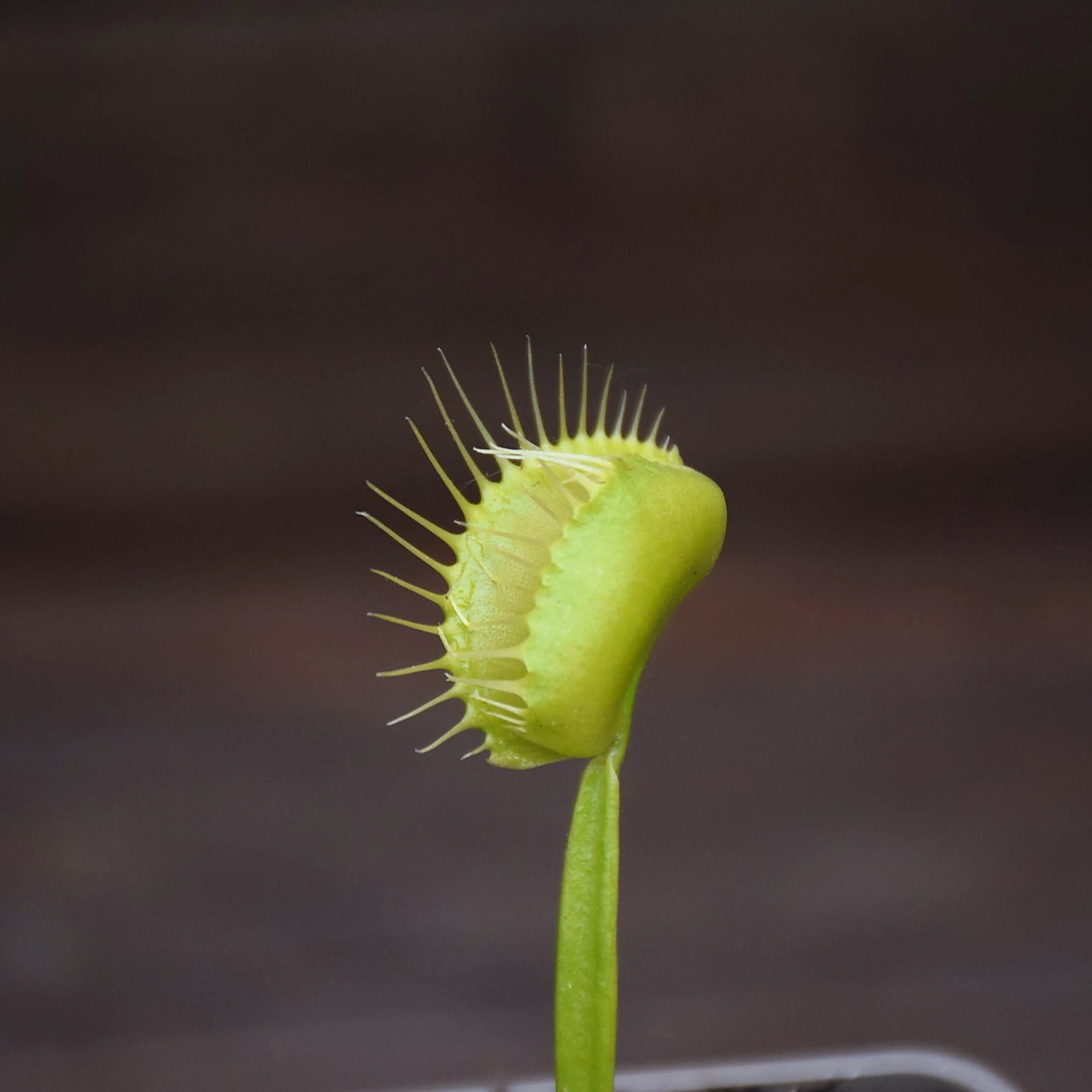 Dionaea muscipula "Heterodoxa"