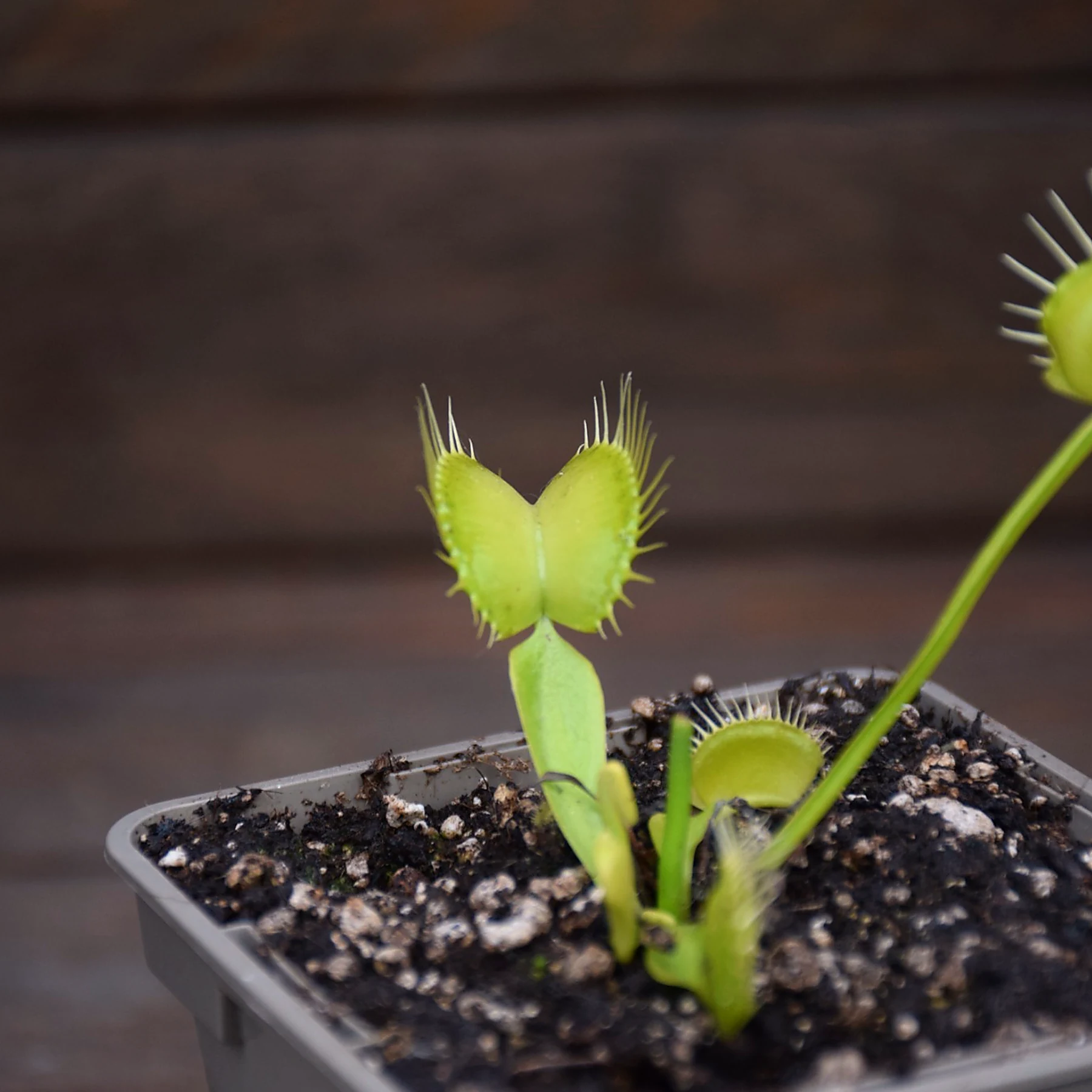 Dionaea muscipula "Heterodoxa"