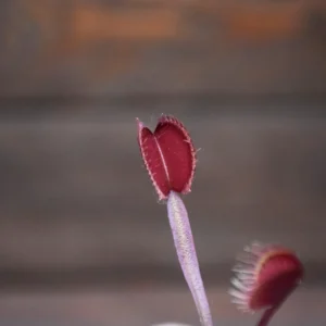Dionaea muscipula 'Royal Red'
