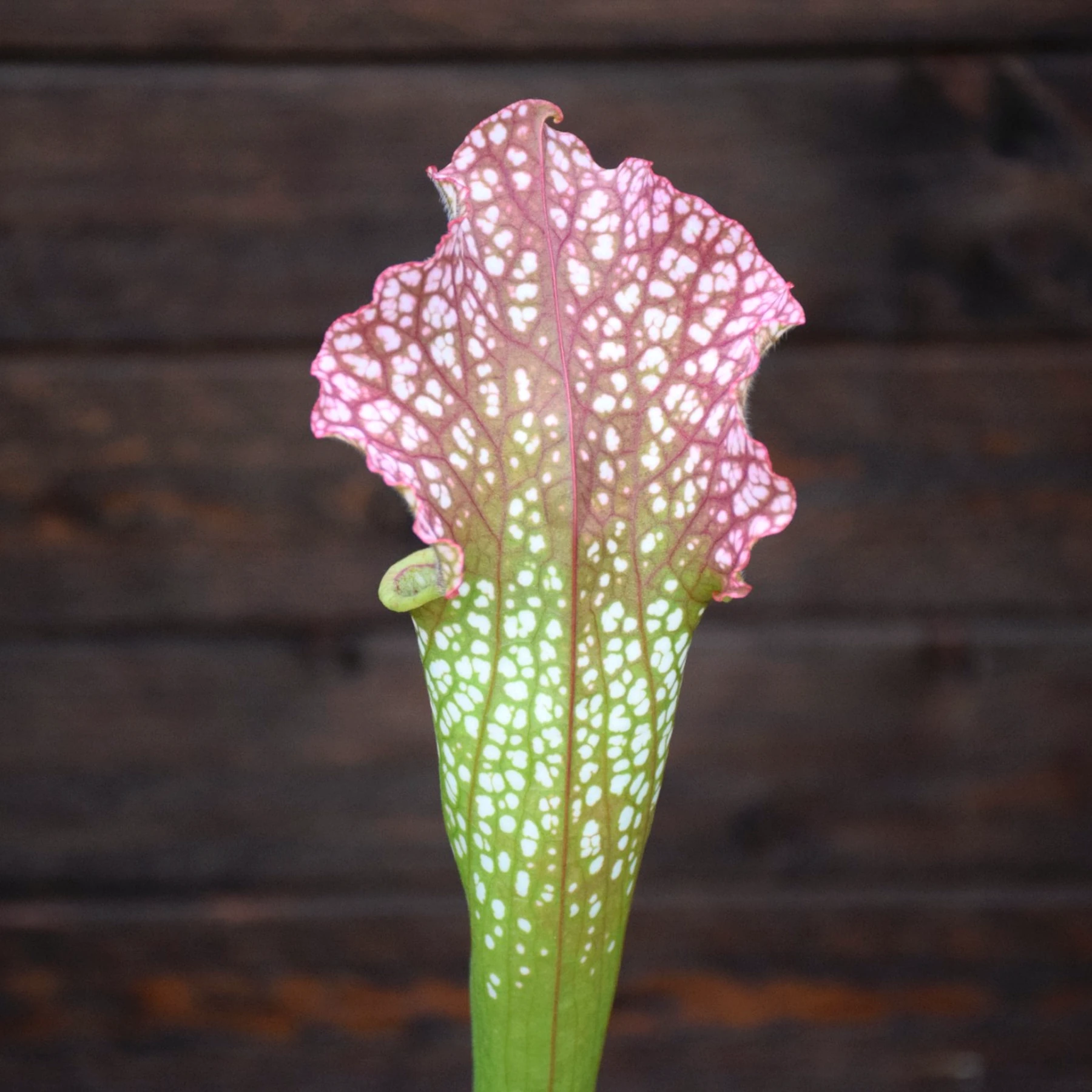 Sarracenia x 'Big Window' - H385 MK