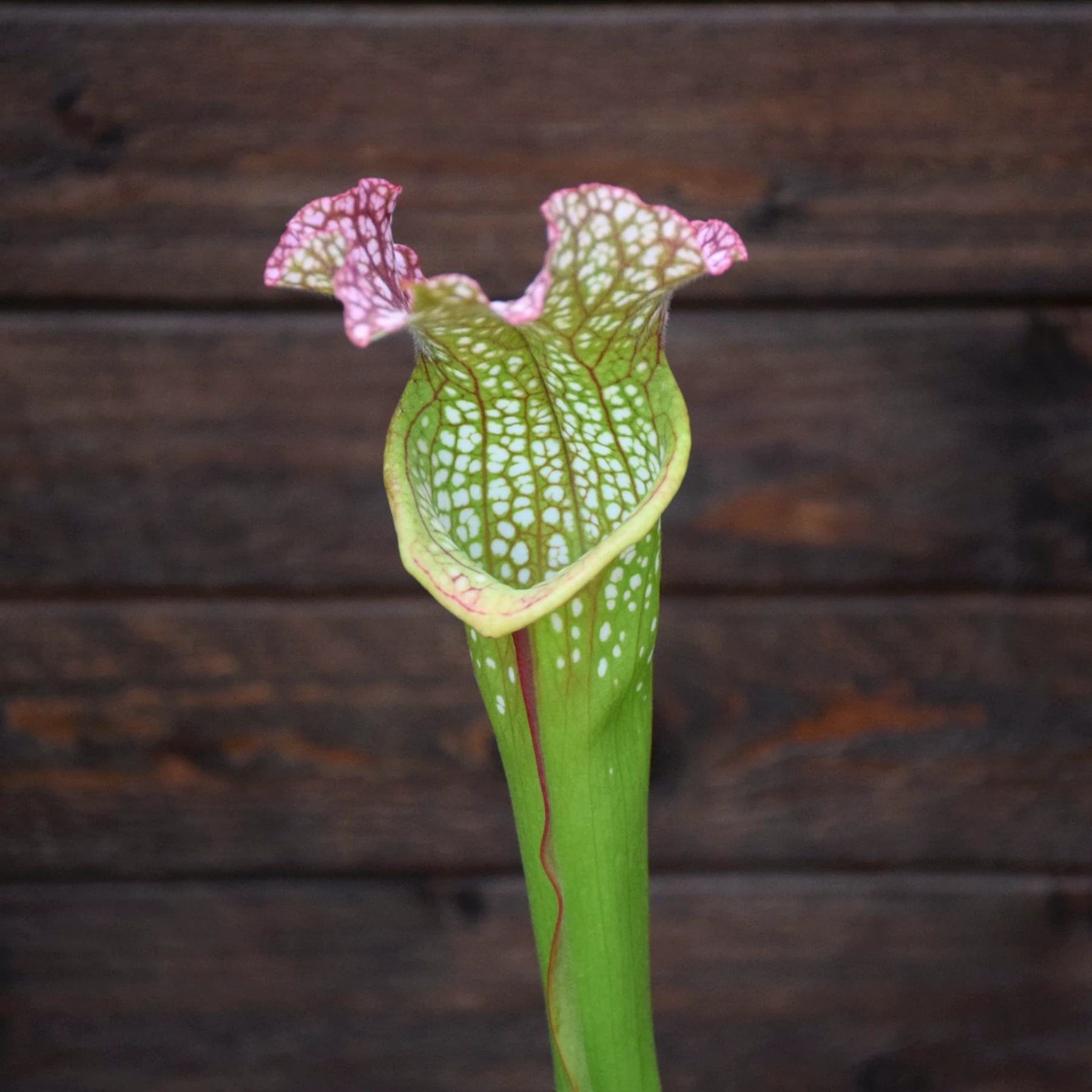 Sarracenia x 'Big Window' - H385 MK