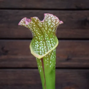 Sarracenia x 'Big Window' - H385 MK