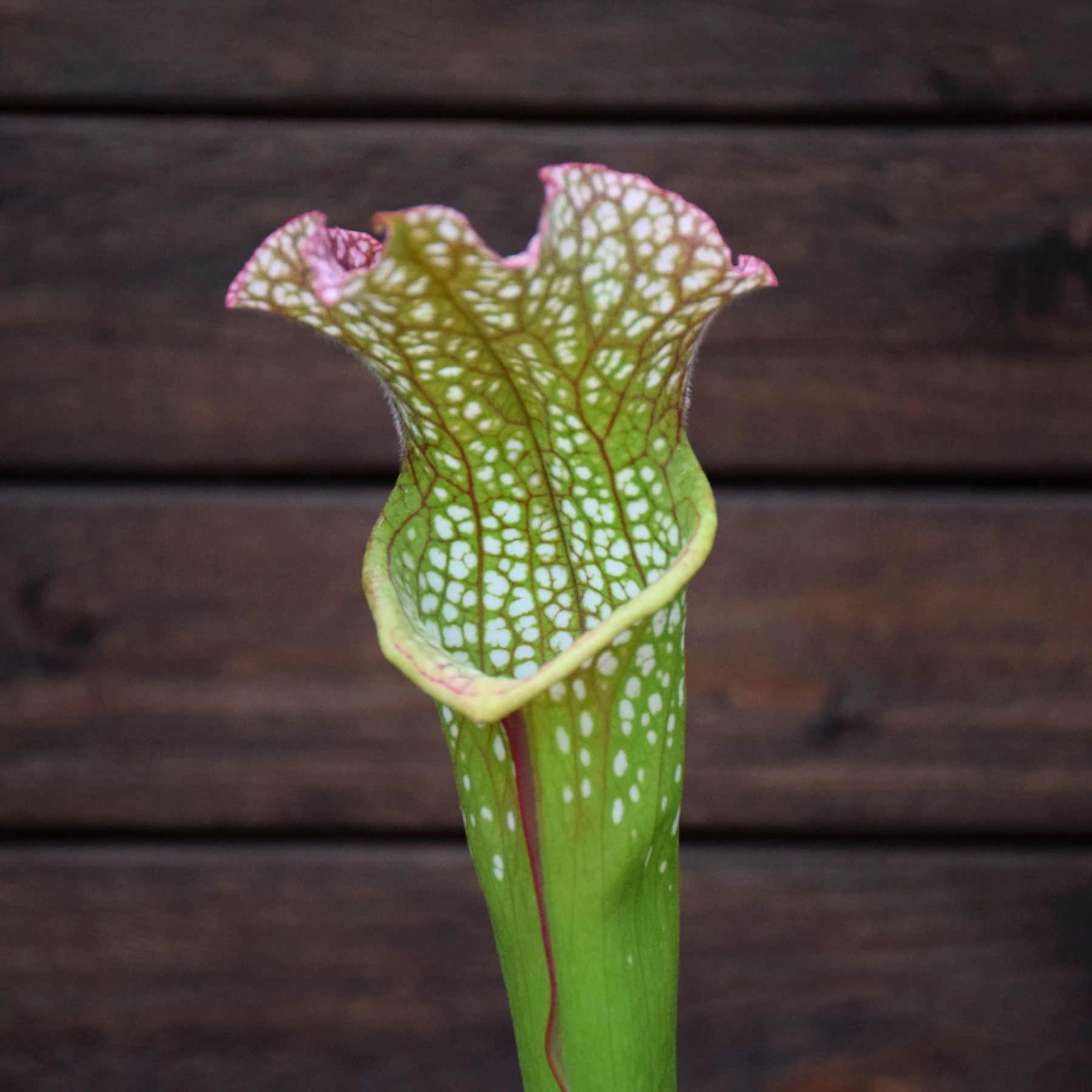 Sarracenia x 'Big Window' - H385 MK