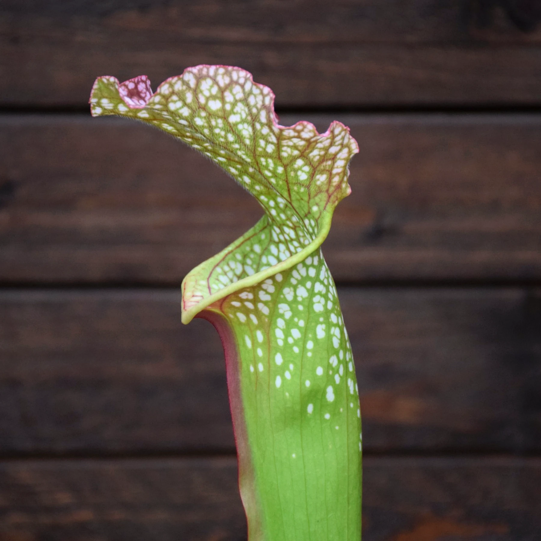 Sarracenia x 'Big Window' - H385 MK