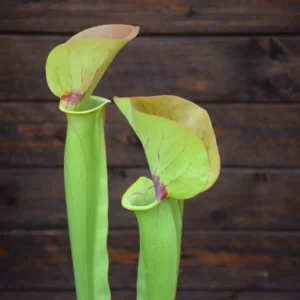 Sarracenia flava 'Goldie' x purpurea heterophylla - Clone A