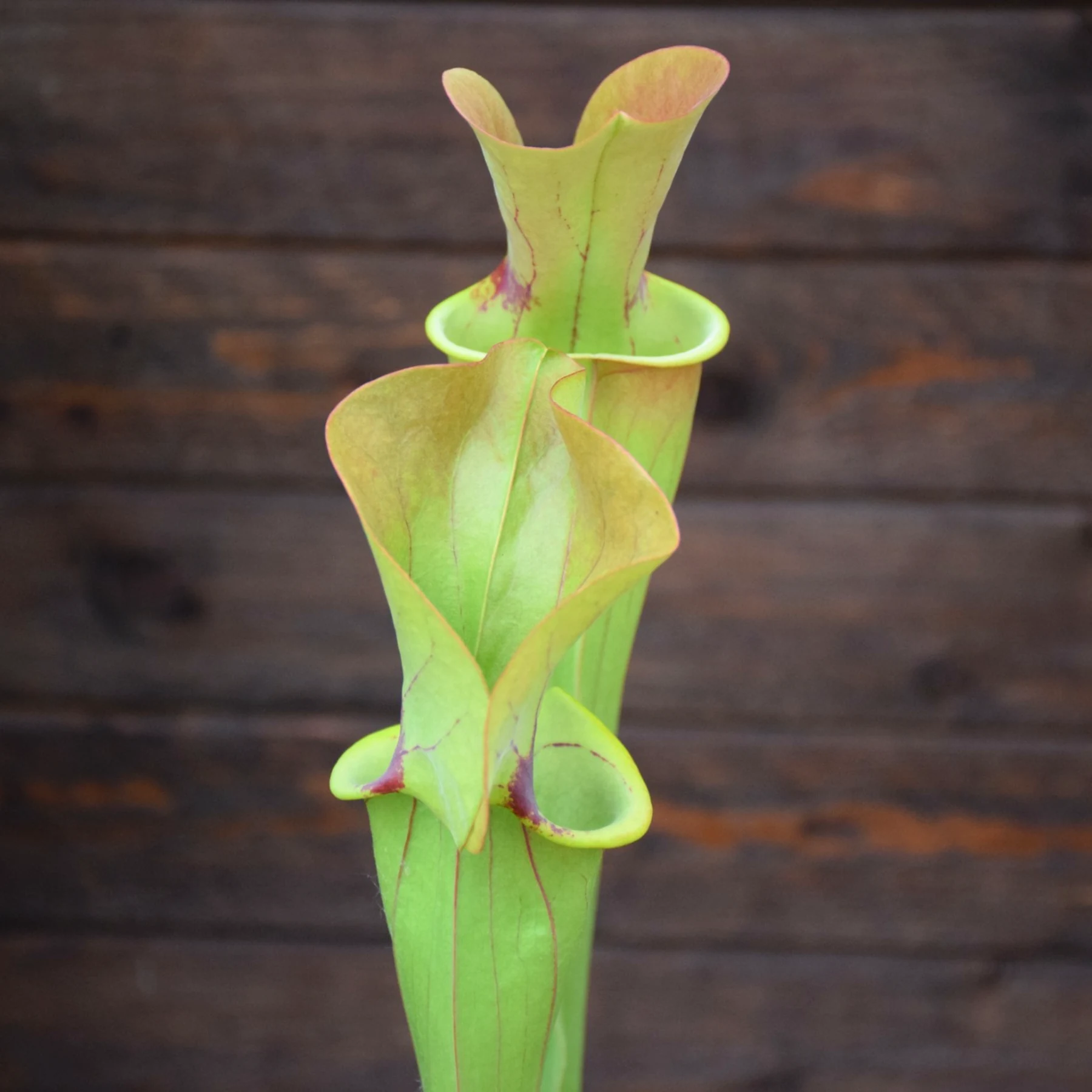 Sarracenia flava 'Goldie' x purpurea heterophylla - Clone A