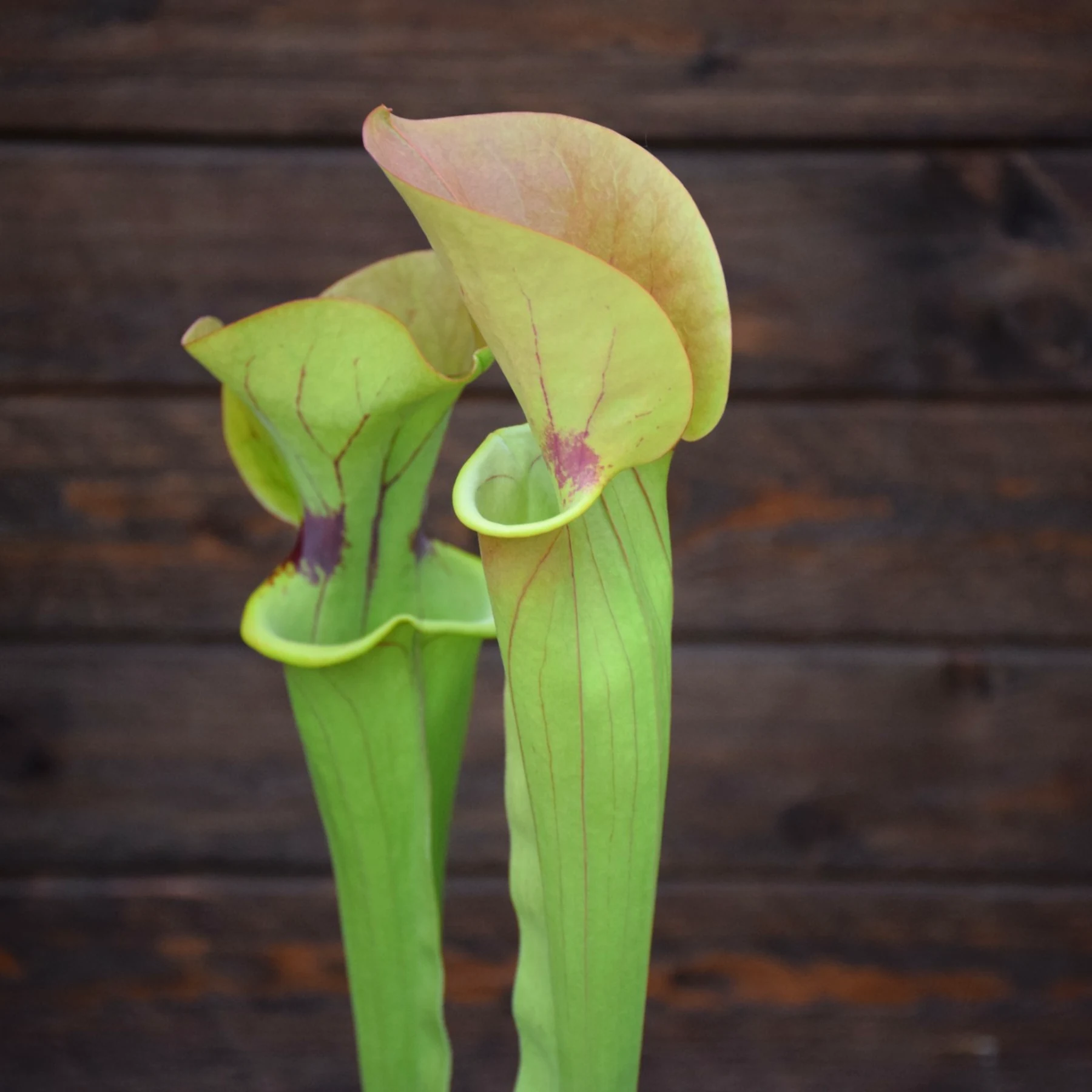 Sarracenia flava 'Goldie' x purpurea heterophylla - Clone A