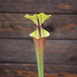 Sarracenia flava SFF6 KW (Keith Wilson), Dark red Tube