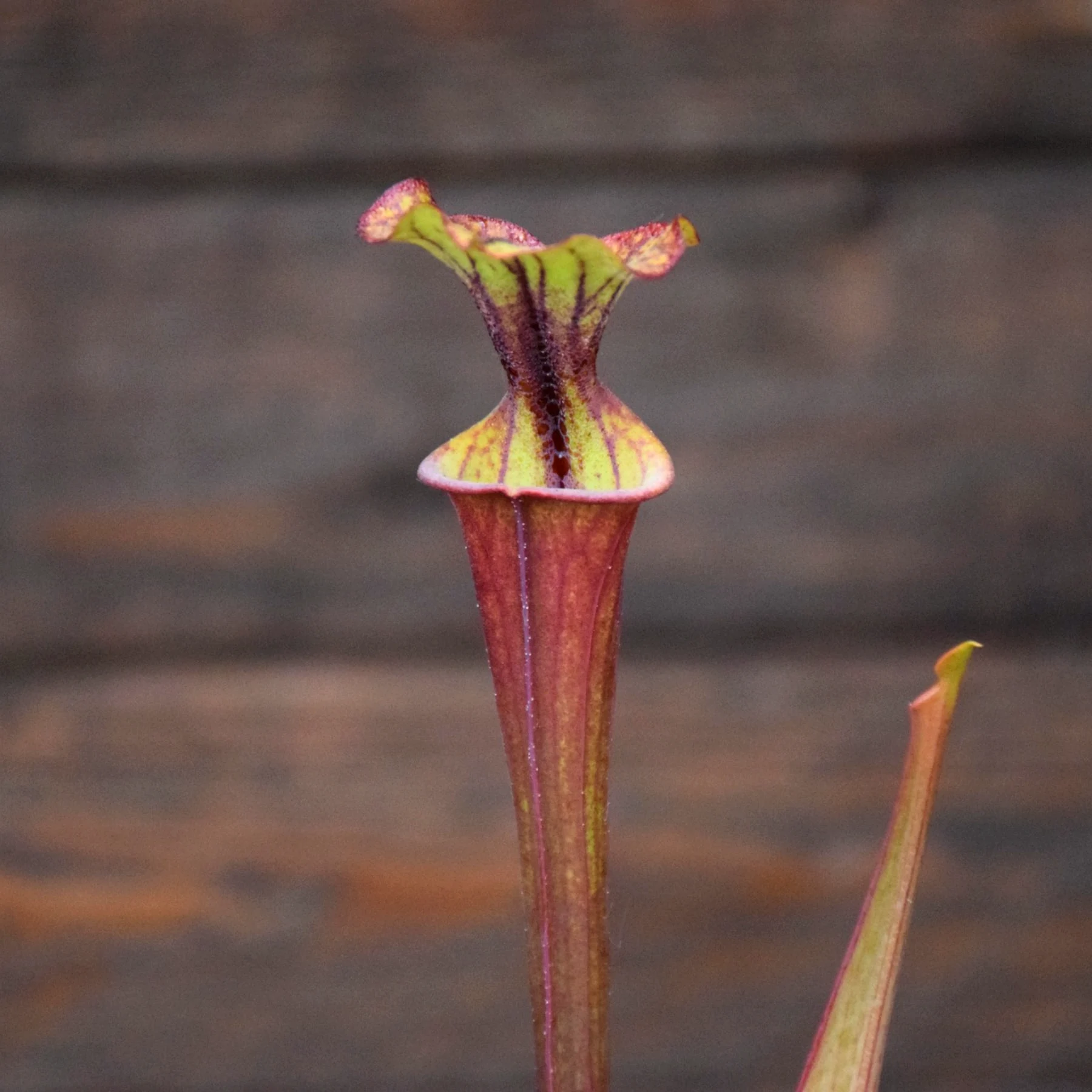 Sarracenia flava var. atropurpurea x flava var. atropurpurea (F4)