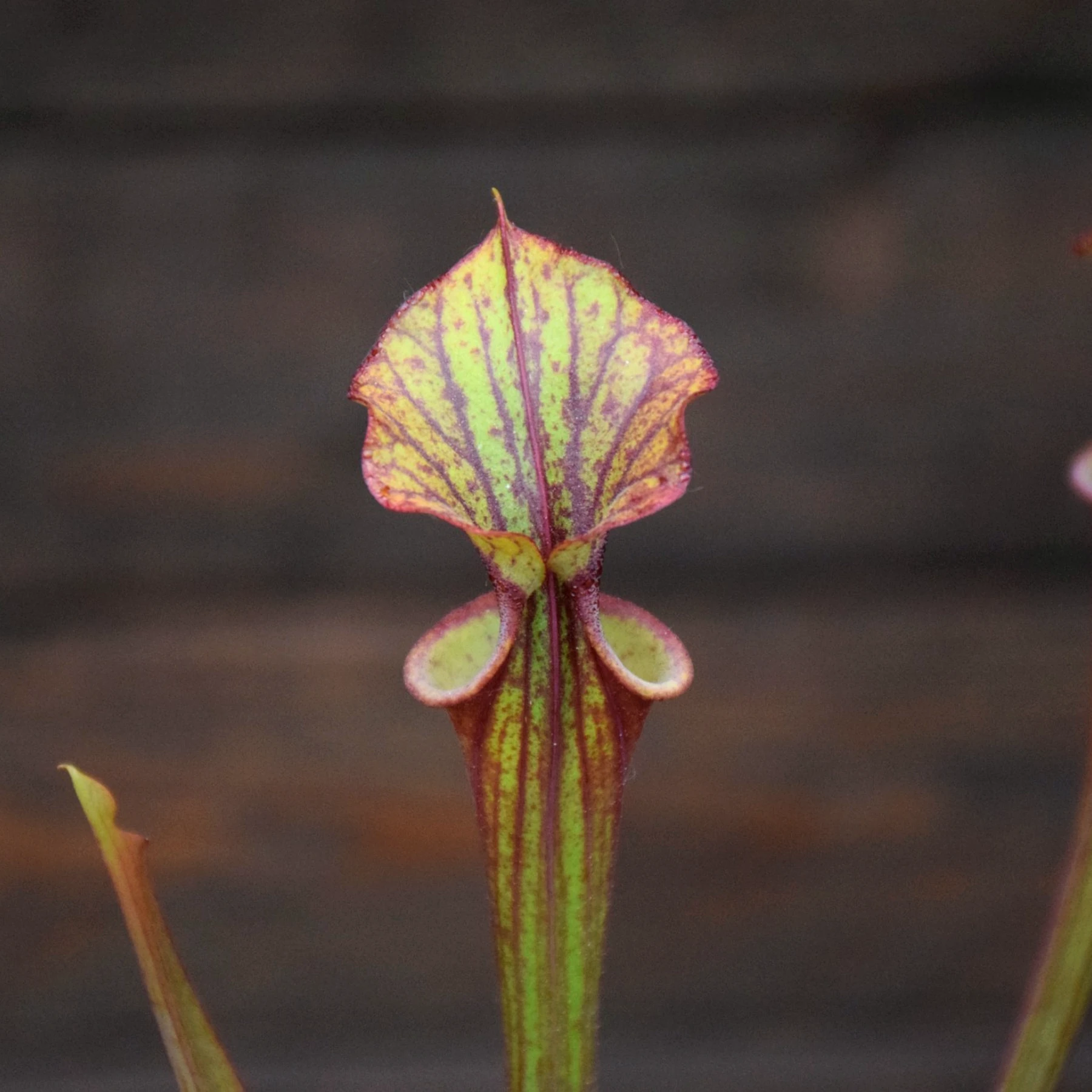 Sarracenia flava var. atropurpurea x flava var. atropurpurea (F4)