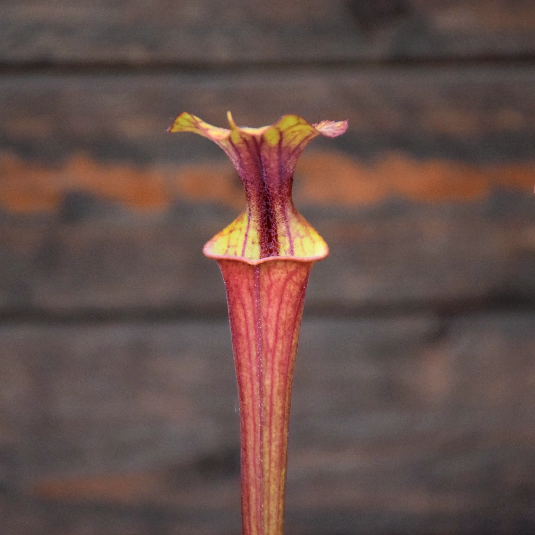 Sarracenia flava var. atropurpurea x flava var. atropurpurea (F4)