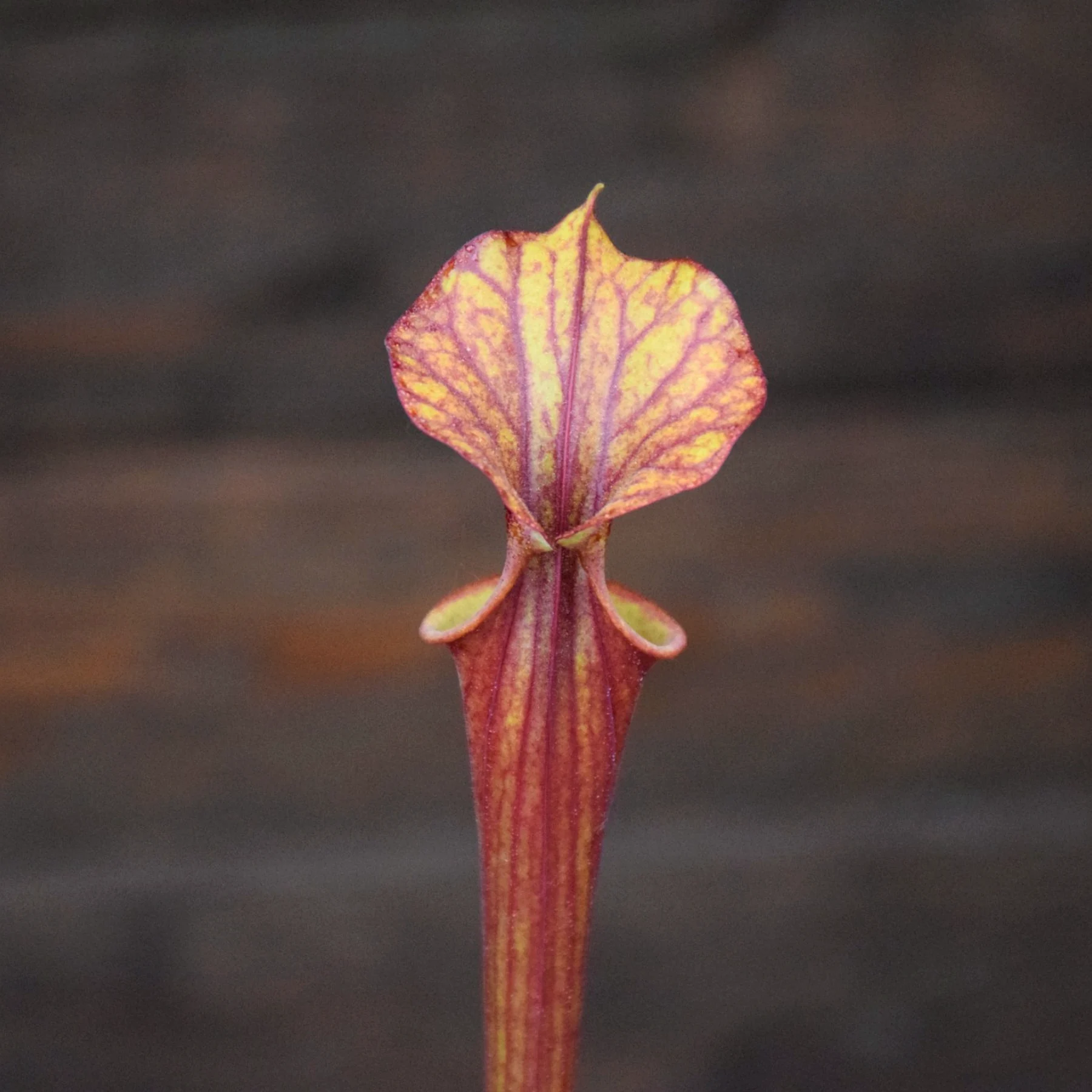Sarracenia flava var. atropurpurea x flava var. atropurpurea (F4)