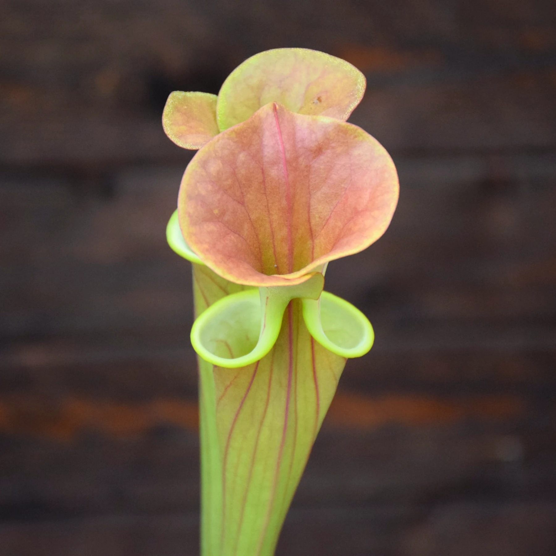 Sarracenia flava var cuprea