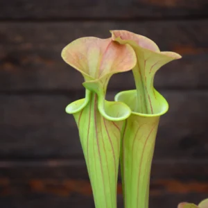 Sarracenia flava var cuprea