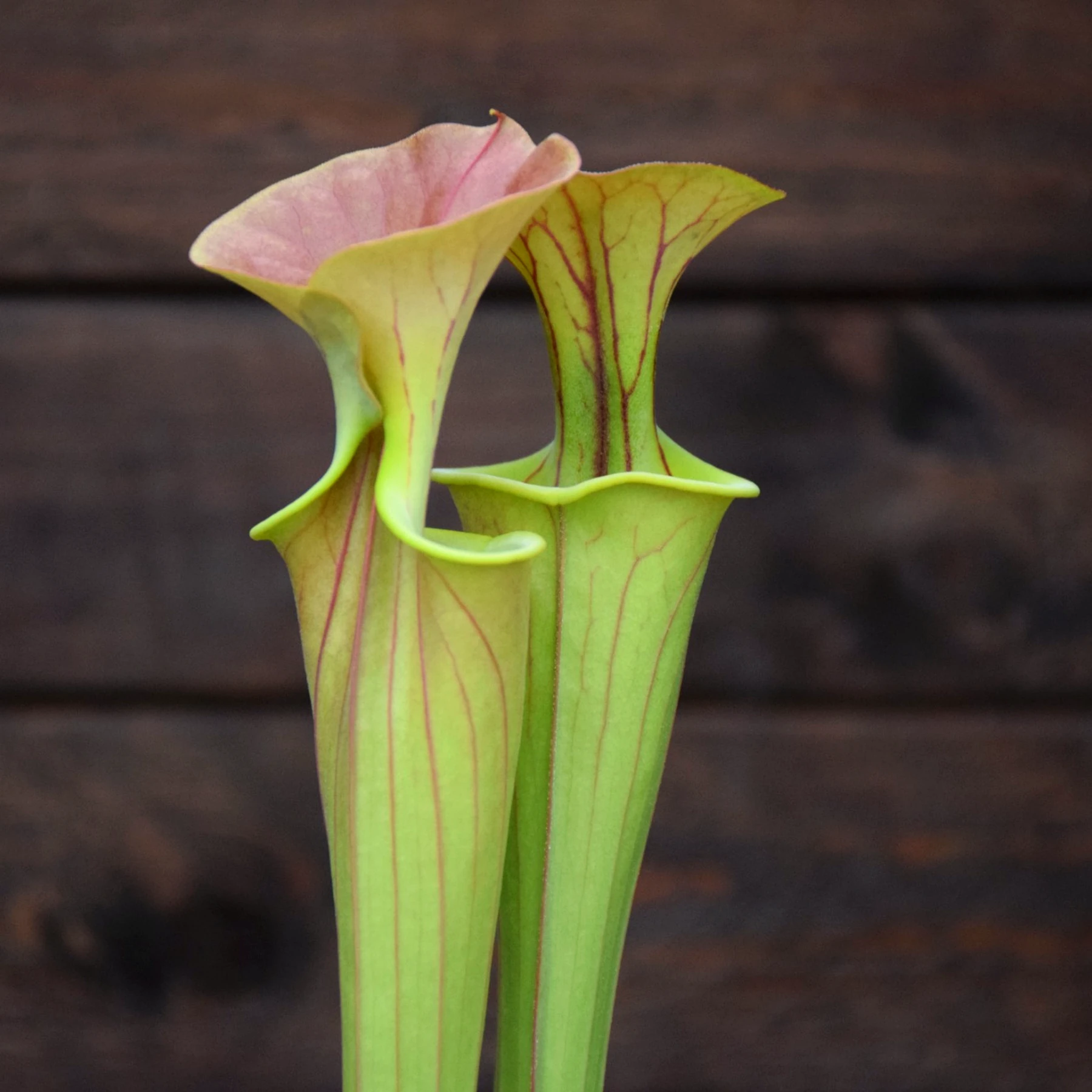 Sarracenia flava var cuprea