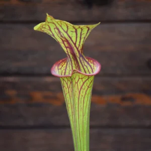 Sarracenia flava var. ornata 'Horyna'