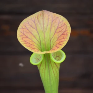 Sarracenia flava var. ornata heavy vein tube, Coppered (SFO 01C.A)