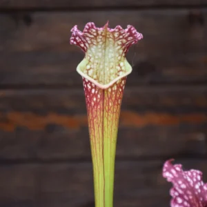 Sarracenia x leucophylla