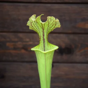 Sarracenia x moorei x flava var. ornata