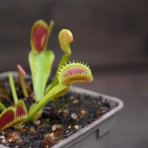 Dionaea muscipula 'UK I'