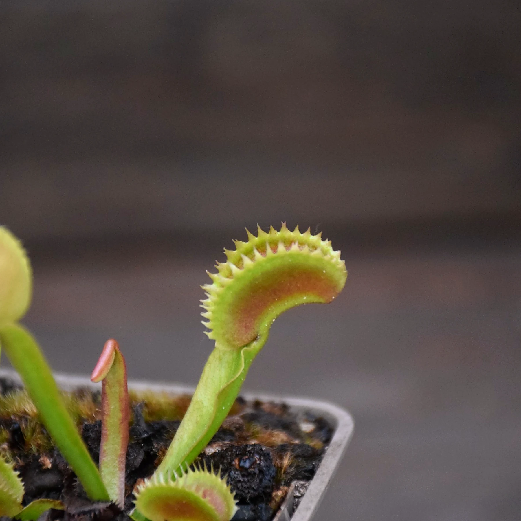 Dionaea muscipula 'UK I'