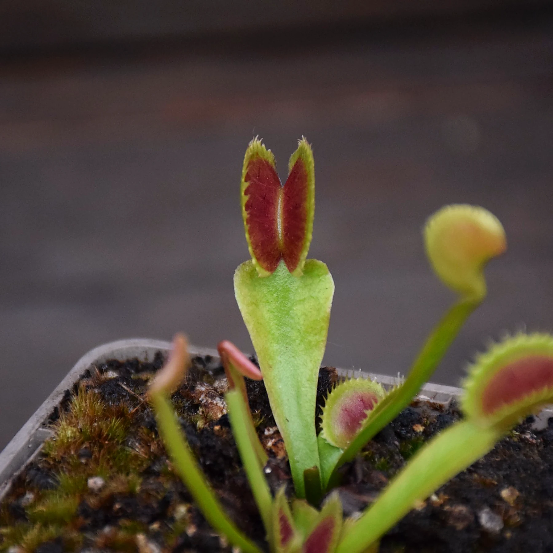 Dionaea muscipula 'UK I'