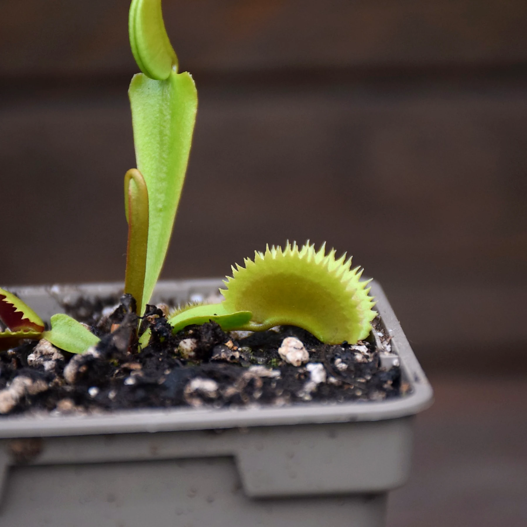 Dionaea muscipula 'UK Sawtooth'