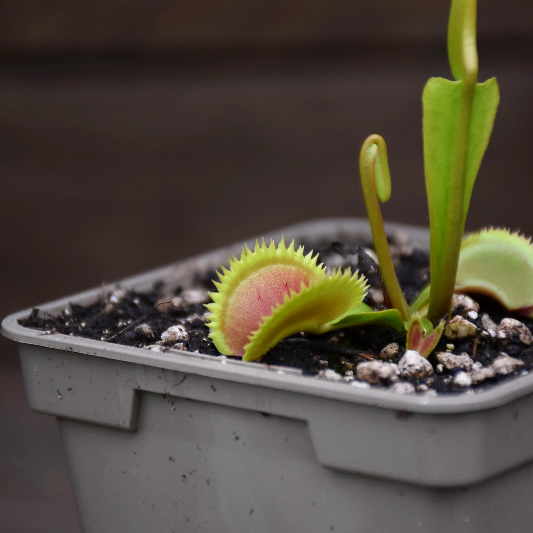 Dionaea muscipula 'UK Sawtooth'