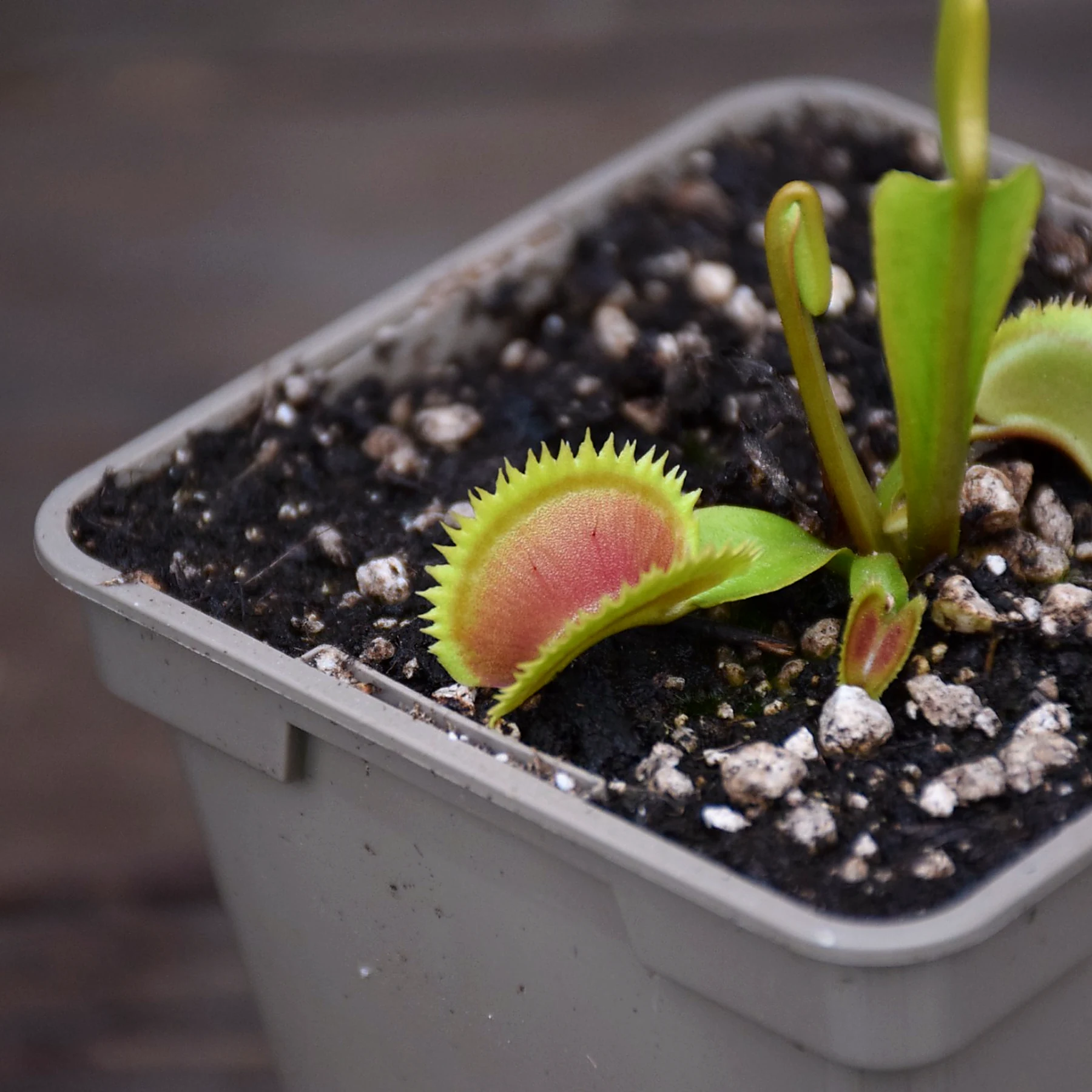 Dionaea muscipula 'UK Sawtooth'