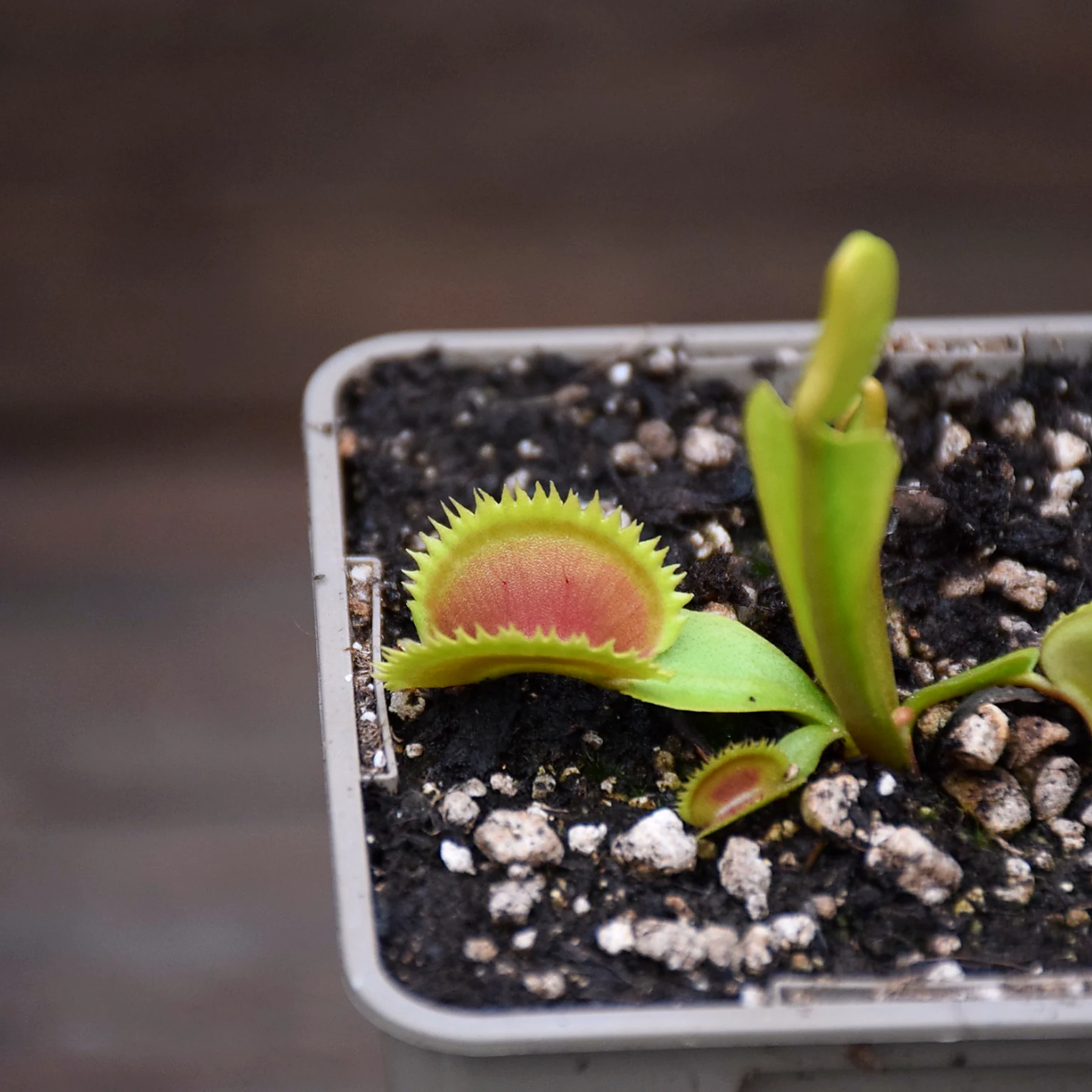 Dionaea muscipula 'UK Sawtooth'