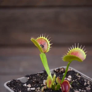 Dionaea muscipula Up Giant