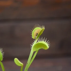 Dionaea muscipula "Black Beauty"