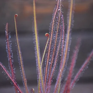 Drosera filiformis var. floridana