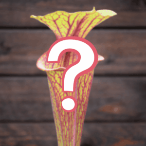 Sarracenia flava SURPRISE